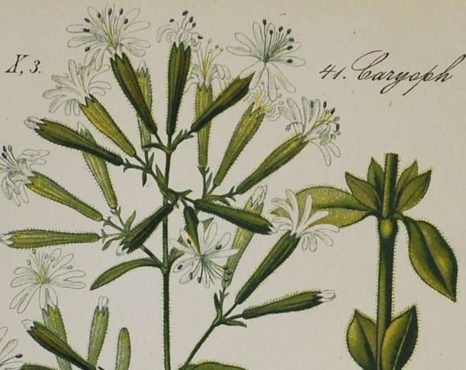 Italian Catchfly Print - Original Antique Botanical Print 1880s - Silene nemoralis / italica (plant, flower, seed, herb, campion, white)