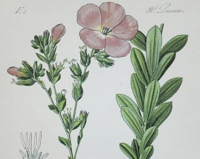 Downy Flax Print - Original Antique Botanical Print 1880s - Linum hirsutum (plant flower seed garden pink purple Malpighiales Linaceae)