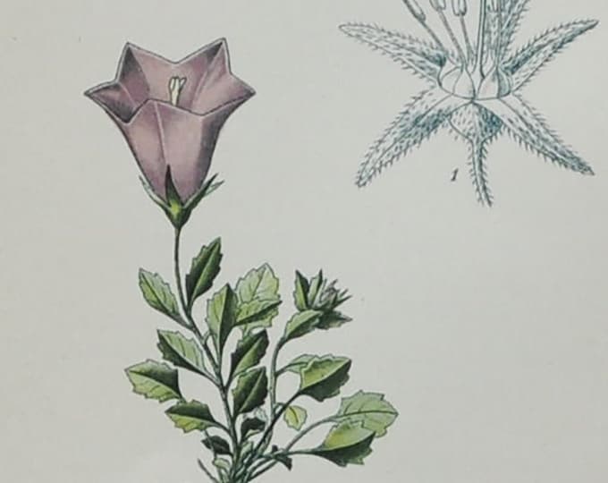 Alpine Bellflower - Original Antique Botanical Print - Campanula Morettiana - 1880's - bell flower / plant / alps / alpine / campanulaceae