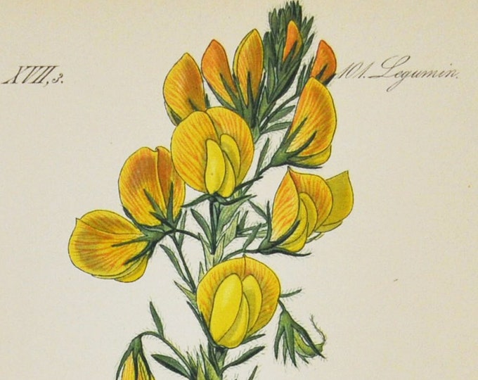 Yellow Restharrow Print - Original Antique Botanical Print 1880s - Ononis natrix (plant flower seed shrubby rest-harrow fabaceae perennial)