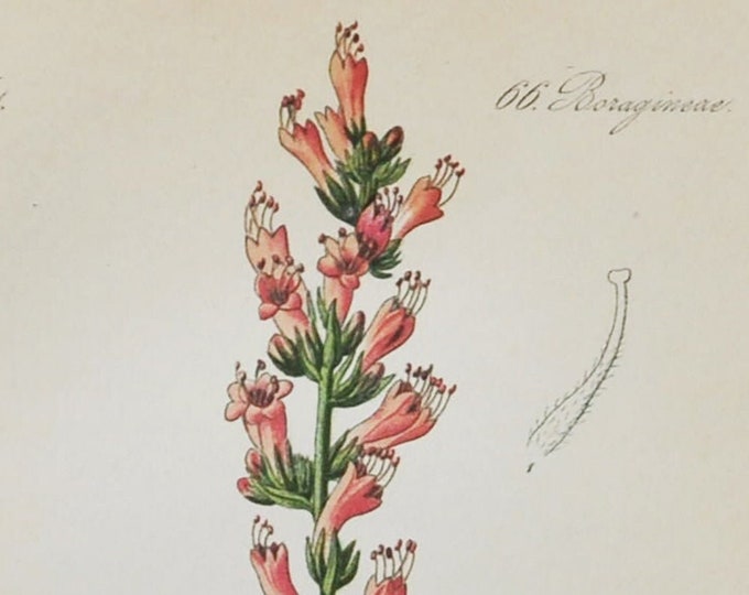 Red-Flowered Viper's Grass Print - Original Antique Botanical Print 1880s - Echium rubrum (plant flower garden seed Boraginaceae borage)