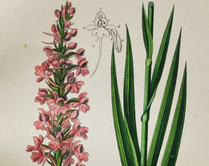 Fragrant Orchid Print - Original Antique Botanical 1880s - Gymnadenia conopsea (plant flower seed orchidaceae chalk pink purple europe)