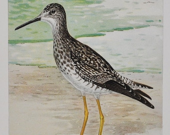 Greater Yellowlegs - Original Antique Bird Print - Totanus Melanoleucus - 1902 John L. Ridgway - Forest Fish and Game Commission NY great