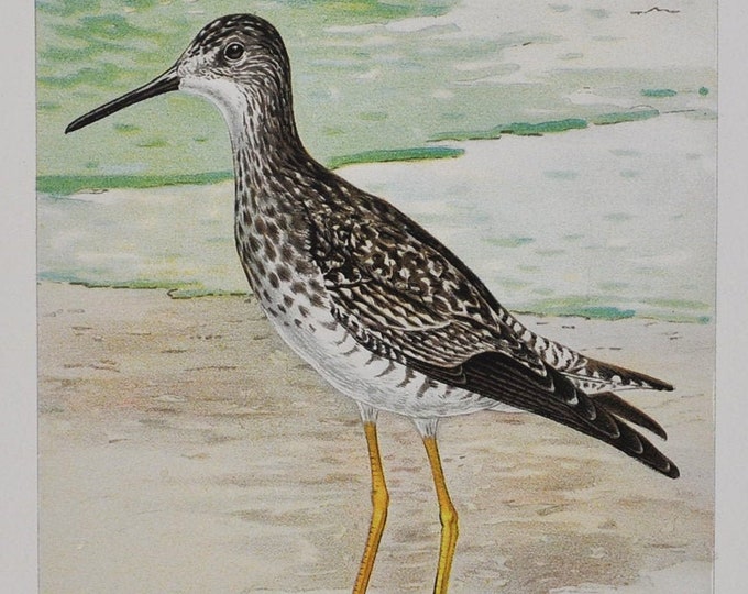 Greater Yellowlegs - Original Antique Bird Print - Totanus Melanoleucus - 1902 John L. Ridgway - Forest Fish and Game Commission NY great