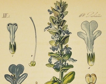 Bugleherb Print - Original Antique Botanical Print 1880s - Ajuga reptans (plant flower seed blue bugle carpetweed carpet bugleweed herb)