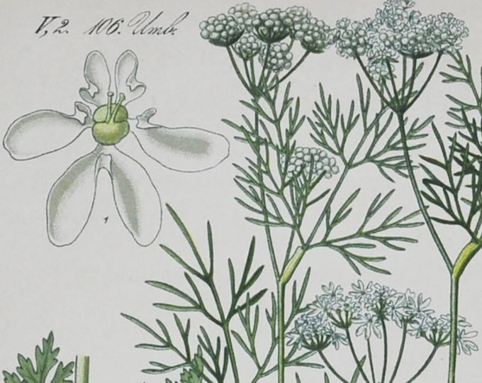 Wild Bishop Print - Original Antique Botanical Print 1880s - Bifora radians (plant flower garden seed white weed russia europe Apiaceae)