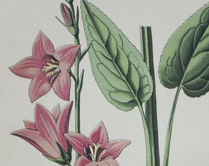 Chimney Bellflower - Original Antique Botanical Print - Campanula pyramidalis L. - 1880's - bell flower / plant / alps / campanulaceae