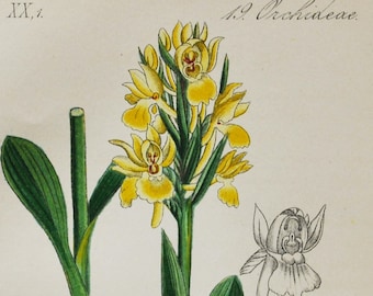 Elder-Flowered Orchid Print - Original Antique Botanical 1880s - Orchis sambucina (plant flower seed orchidaceae dactylorhiza yellow pink)