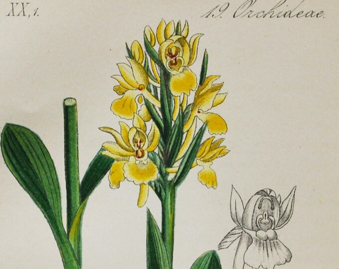 Elder-Flowered Orchid Print - Original Antique Botanical 1880s - Orchis sambucina (plant flower seed orchidaceae dactylorhiza yellow pink)
