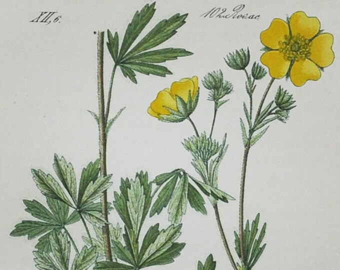 Hairy Cinquefoil Print - Original Antique Botanical Print 1880s - Potentilla hirta (plant flower seed garden yellow Rosaceae buttercup)