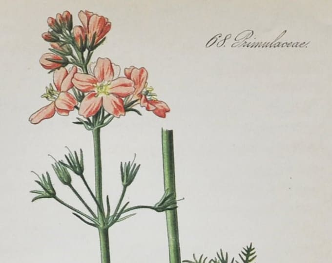 Featherfoil Print - Original Antique Botanical Print 1880s - Hottonia palustris (plant flower garden seed water violet Herman Boerhaave)