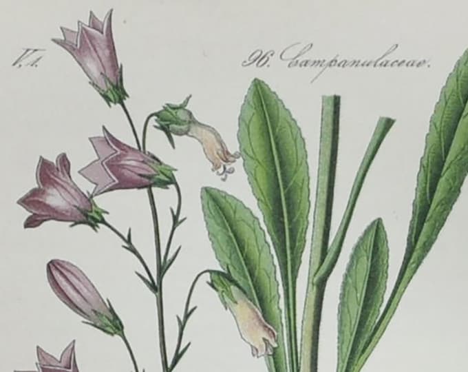 Siberian Bellflower - Original Antique Botanical Print - Campanula sibirica L. - 1880's - bell flower / plant / alps / alpine