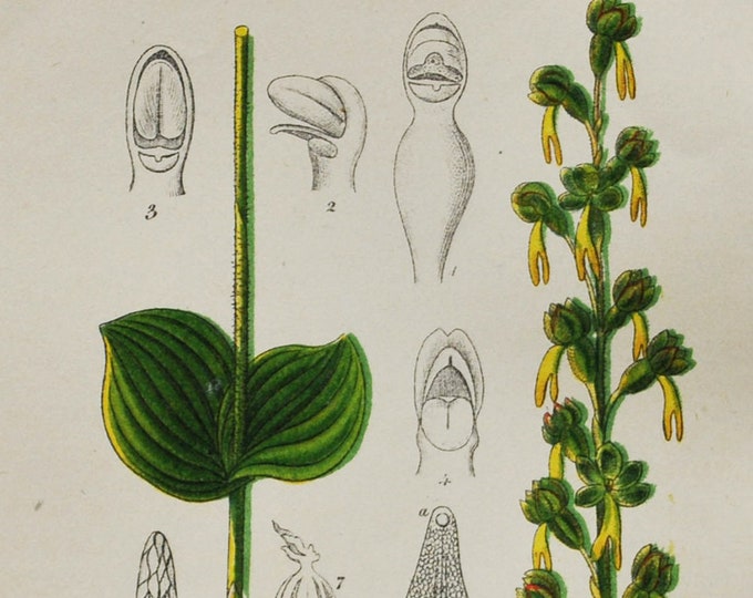 Eggleaf Twayblade Orchid Print - Original Antique Botanical 1880s - Listera ovata (plant flower seed orchidaceae Orchidaceae yellow europe)