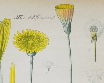 May include: A vintage botanical illustration of a yellow wildflower, Hieracium Pilosella, also known as a Hawkweed. The illustration shows the plant's leaves, flowers, and seeds. The text "Dukatenkräuschen" and "Hieracium Pilosella L." are printed below the image.