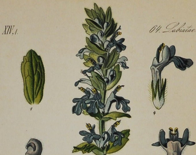 Blue Bugle Print - Original Antique Botanical Print 1880s - Ajuga genevensis (plant, flower, wild, seed, upright, Geneva bugleweed, europe)
