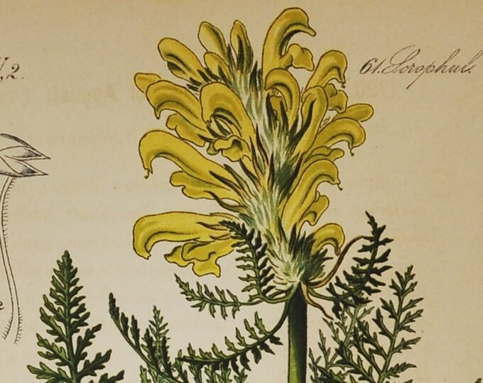 Frederick-Augustus' Lousewort Print - Original Antique Botanical Print 1880s - Pedicularis friderici-augusti (plant, flower, wild, yellow)