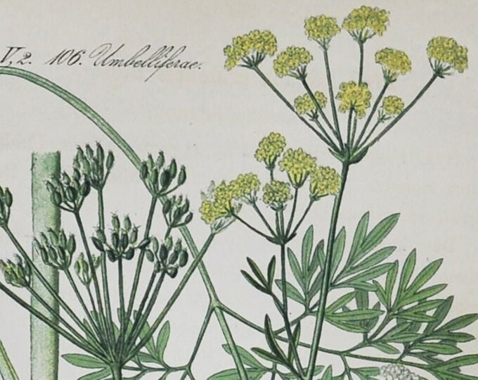 Pepper-Saxifrage Print - Original Antique Botanical Print 1880s - Silaum silaus (plant flower garden perennial umbellifer John Parkinson)