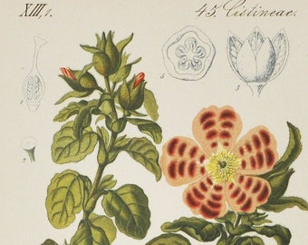 Pink Rock-Rose Print - Original Antique Botanical Print 1880s - Cistus creticus (plant, flower, seed, hoary rock-rose, Cistaceae, red)