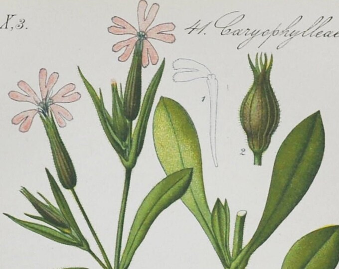 Night-Flowering Catchfly Print - Original Antique Botanical Print 1880s - Silene noctiflora (plant flower seed garden nightflowering canada)