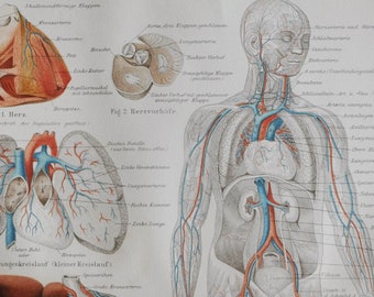 Cardiovascular System - Original Antique Medical Print - 1906 (circulatory, vascular, heart, veins, organ, blood, circulate, oxygen, human)