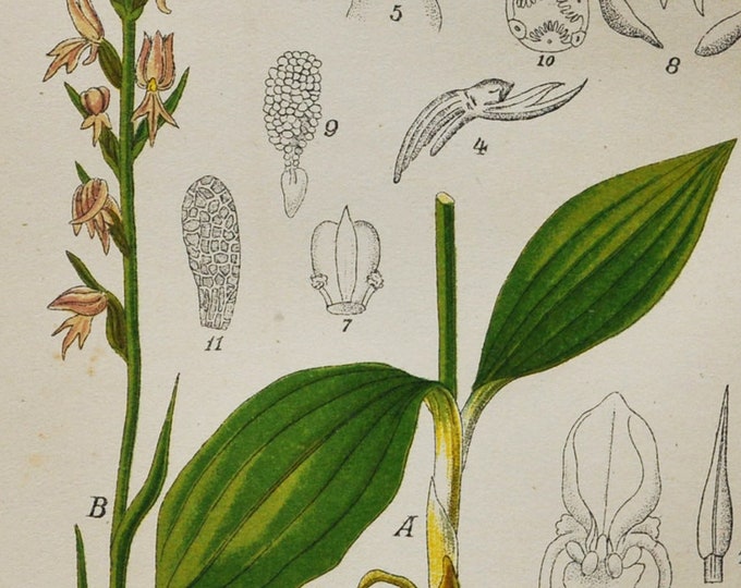 Hooded Neottianthe Orchid Print - Original Antique Botanical 1880s - Gymnadenia cucullata or Ponerorchis cucullata (plant flower seed pink)