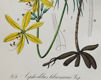 King's Spear Print - Original Antique Botanical Print 1880s - Asphodelus liburnica (plant flower seed garden europe yellow perennial herb)