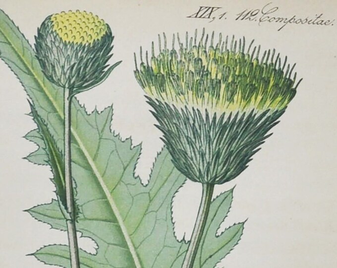 Yellow Thistle Print - Original Antique Botanical Print 1880s - Cirsium erisithales (plant flower garden seed melancholy perennial herb)
