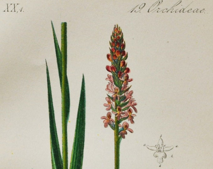 Short-Spurred Fragrant Orchid Print - Original Antique Botanical 1880s - Gymnadenia odoratissima (plant flower seed orchidaceae pink purple)