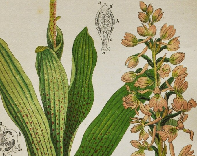 Early Spring Orchid Print - Original Antique Botanical 1880s - Orchis mascula (plant flower seed orchidaceae pink purple orchidoideae europe