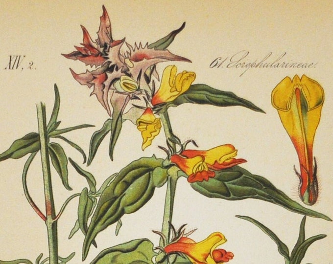 Wood Cow-Wheat Print - Original Antique Botanical Print 1880s - Melampyrum nemorosum (plant, flower, broomrape, Ivan-da-Marya, natt och dag)