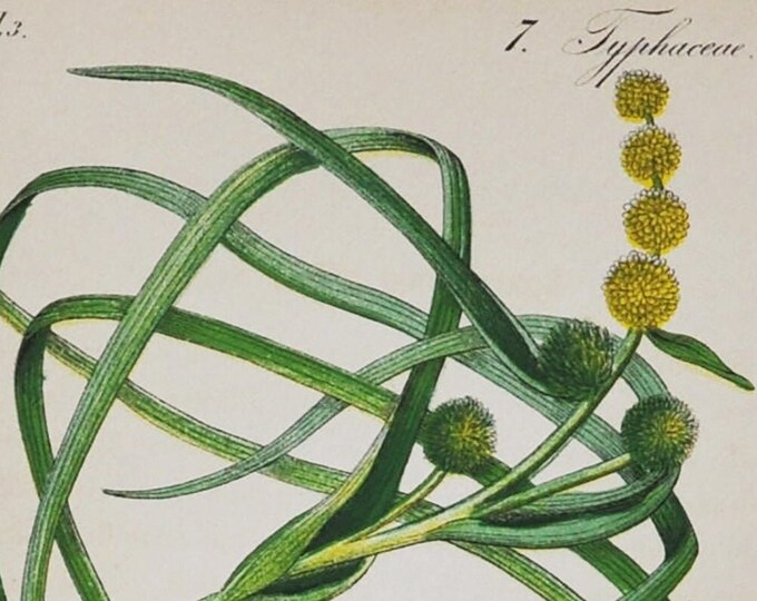 Floating Bur-Reed Print - Original Antique Botanical Print 1880s - Sparganium affine (plant flower garden seed yellow narrowleaf europe)