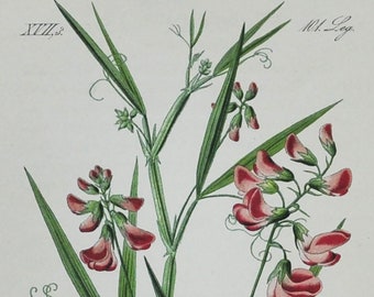 Flacher Erbsendruck - Original Antiker Botanischer Druck 1880er Jahre - Lathyrus Sylvestris (Pflanzenblumen Saatgarten rosa schmal-gefärbte Everlasting-Erbse)