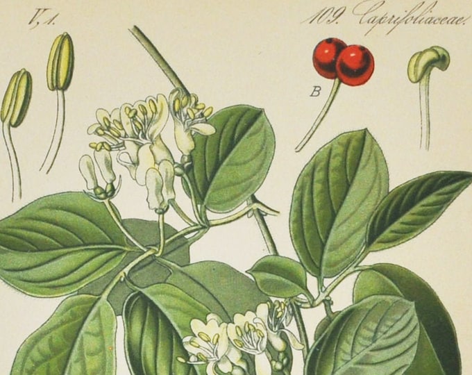 Fly Honeysuckle Print - Original Antique Botanical Print 1880s - Lonicera xylosteum (plant, flower, seed, European, dwarf, fly woodbine)