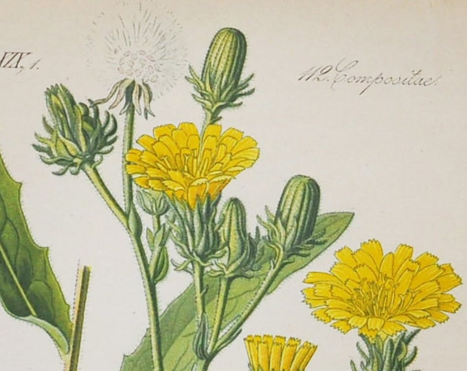 Hawkweed Oxtongue Print - Original Antique Botanical Print 1880s - Picris hieracioides (plant flower garden seed yellow europe asia china)
