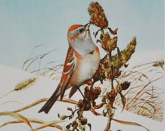 Tree Sparrow / Snowflake - Original Antique Bird Print 1902 Louis Agassiz Fuertes - Forest Fish and Game Commission NY bird watching