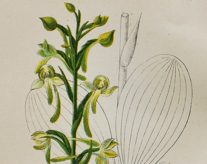 Greater Butterfly Orchid Print - Original Antique Botanical 1880s - Platanthera chlorantha (plant flower seed orchidaceae green perennial)