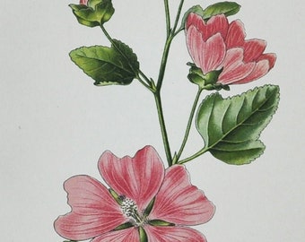 Garden Tree-Mallow Print - Original Antique Botanical Print 1880s - Lavatera thuringiaca (plant flower seed garden pink purple Italy Turkey)