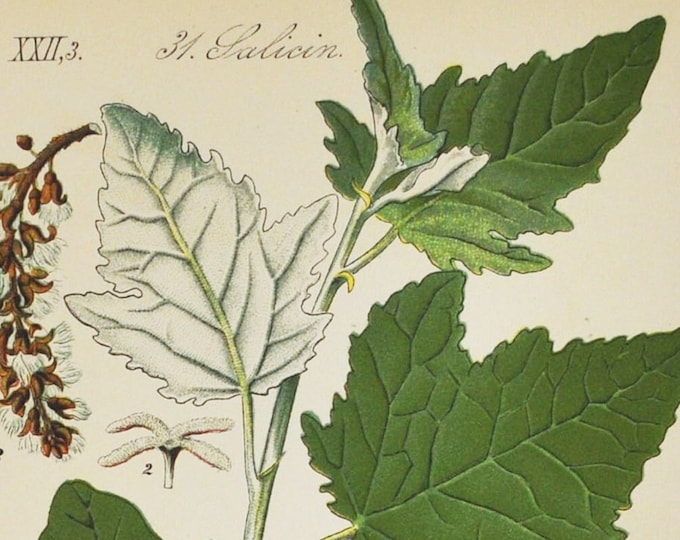 White Poplar Print - Original Antique Botanical Print 1880s - Populus alba (plant flower seed silverleaf silver tree aspen green morocco)