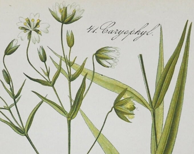 Addersmeat Print - Original Antique Botanical Print 1880s - Stellaria holostea (plant flower seed garden greater stitchwort perennial herb)