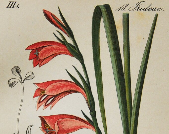 Marsh Gladiolus Print - Original Antique Botanical Print 1880s - Gladiolus palustris (plant flower garden seed europe pink sword lily bulb)