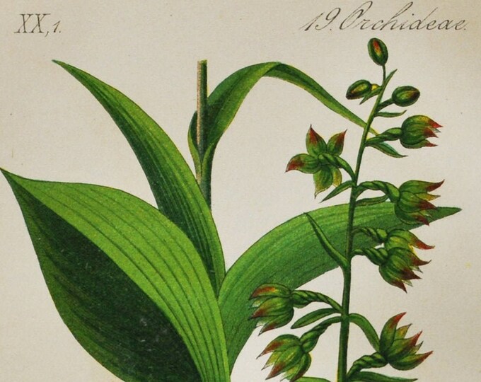 Broad-Leaved Helleborine Orchid Print - Original Antique Botanical 1880s - Epipactis latifolia (plant flower seed orchidaceae Orchidaceae)