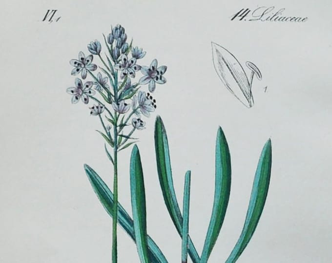 Italian Bluebell Print - Original Antique Botanical Print 1880s - Scilla italica (plant flower seed garden perennial Italian squill bulb)