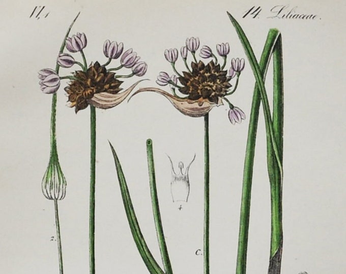 Sand Leek Print - Original Antique Botanical Print 1880s - Allium scorodoprasum (plant flower seed rocambole Korean pickled-peel garlic)