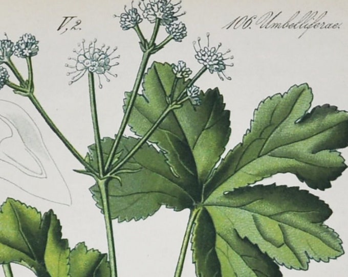 Wood Sanicle Print - Original Antique Botanical Print 1880s - Sanicula europaea (plant flower garden seed perennial herbal medicine healing)
