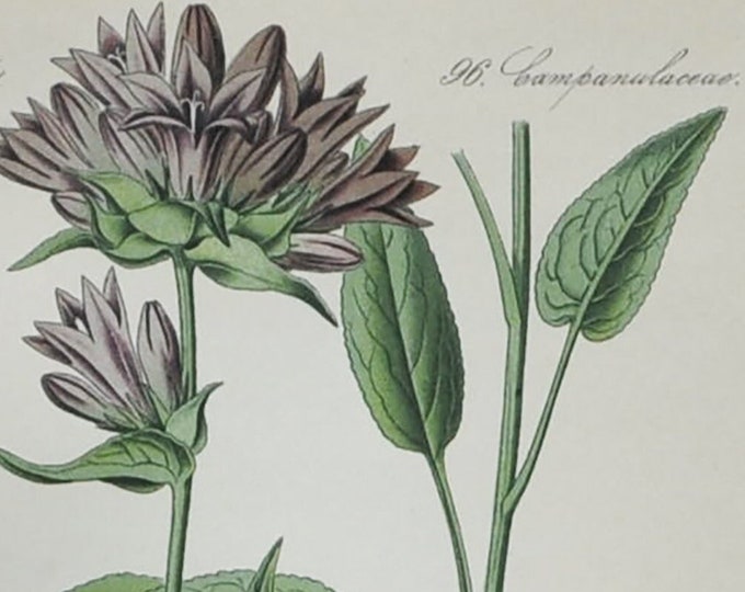 Clustered Bellflower or Dane's Blood - Original Antique Botanical Print - Campanula glomerata - 1880's - bell flower / plant / alps / alpine