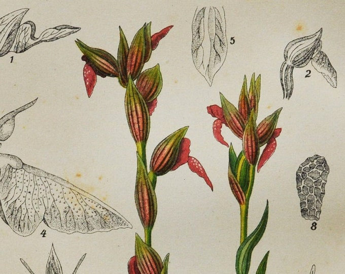 Tongue Orchid Print - Original Antique Botanical 1880s - Serapias lingua (plant flower seed orchidaceae pink purple green red orchidoideae)