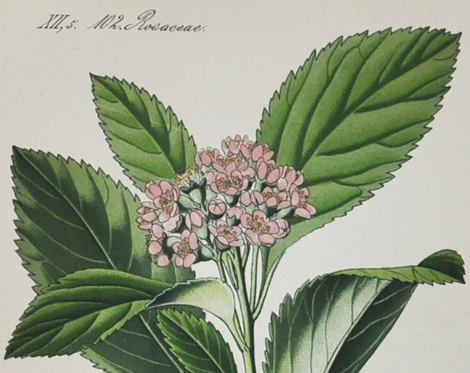 Dwarf Whitebeam Print - Original Antique Botanical Print 1880s - Sorbus chamaemespilus (plant flower seed garden europe false mountain pink)