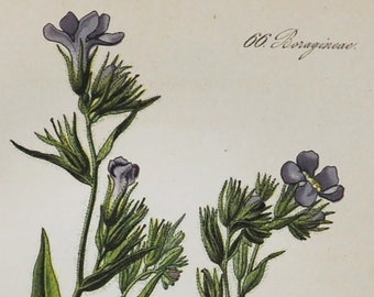 Italian Alkanet Print - Original Antique Botanical Print 1880s - anchusa italica / azurea (plant flower garden seed bugloss purple europe)