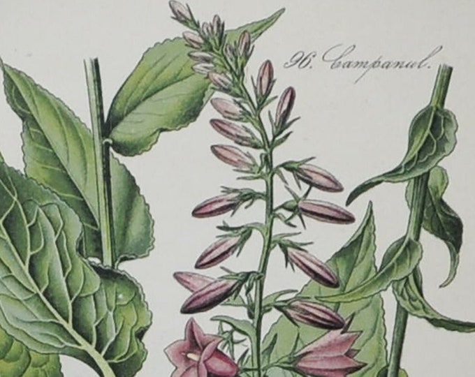 European Bellflower - Original Antique Botanical Print - Campanula bononiensis - 1880's - bell flower / plant / alpes / bees / wasps