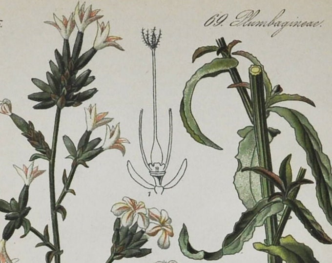 Common Leadwort Print - Original Antique Botanical Print 1880s - Plumbago europaea (plant flower garden seed purple wildflower europe pink)